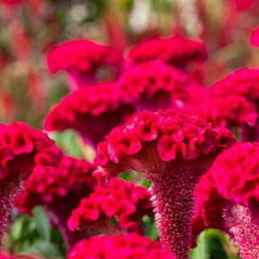 MRS Seeds & Mixtures Hanekam - Celosia cristata (gemengd)