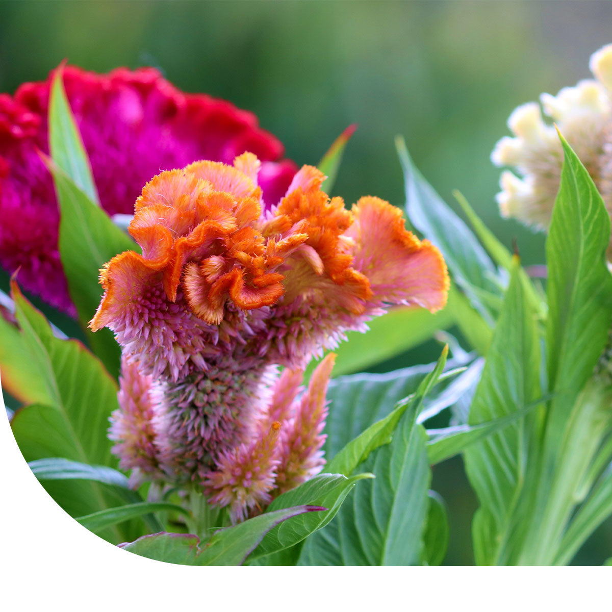 MRS Seeds & Mixtures Hanekam - Celosia cristata (gemengd)