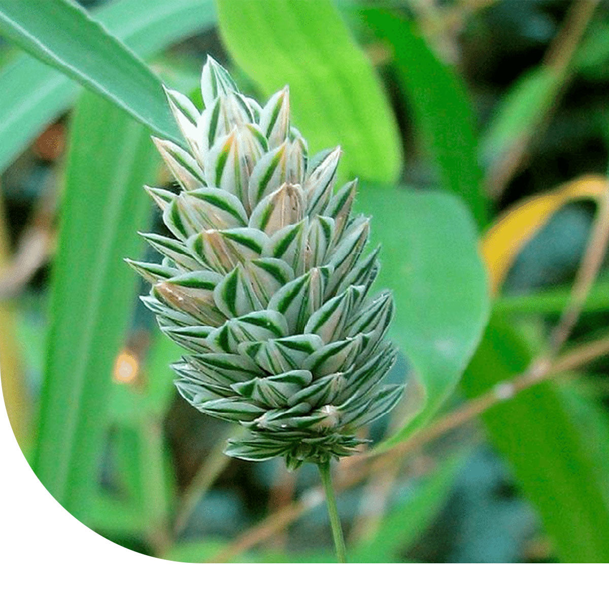 MRS Seeds & Mixtures Kanariegras - Phalaris canariensis