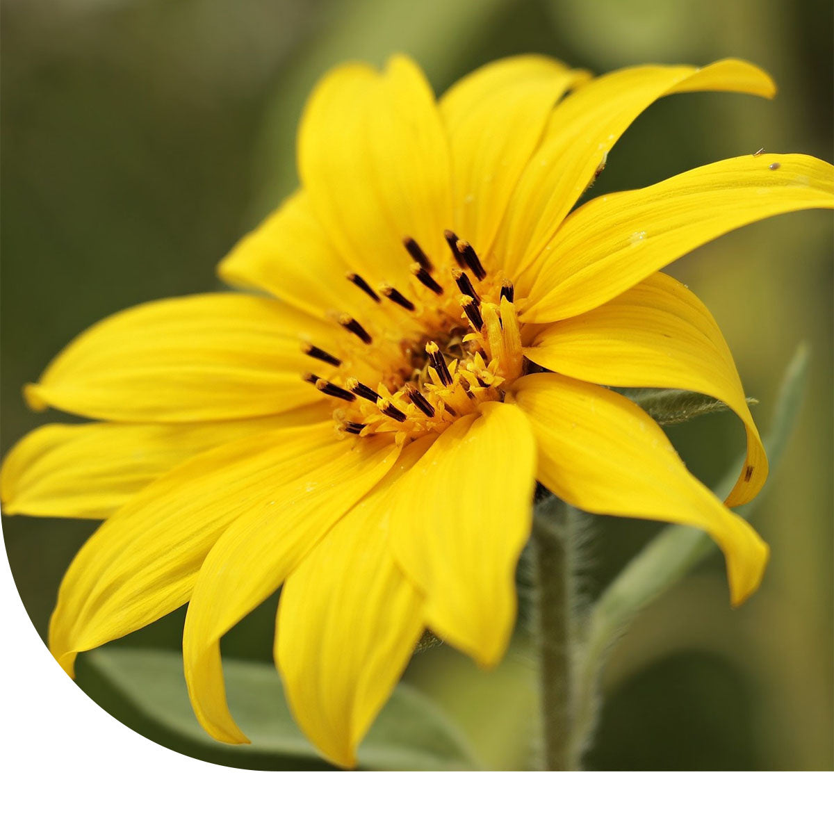 MRS Seeds & Mixtures Kleine Zonnebloem 'Pacino Gold'