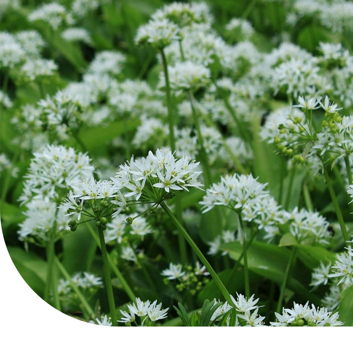 MRS Seeds & Mixtures Knoflookbieslook zaden - Garlic Chives