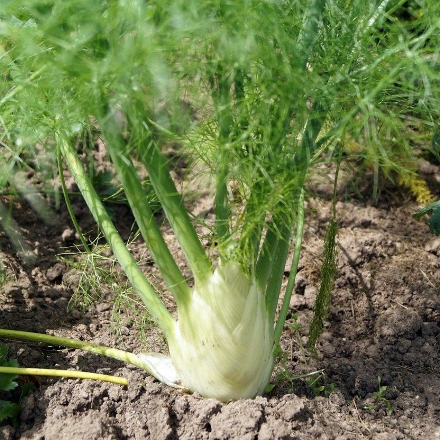 MRS Seeds & Mixtures Knolvenkel  'Fino' - Foeniculum vulgare