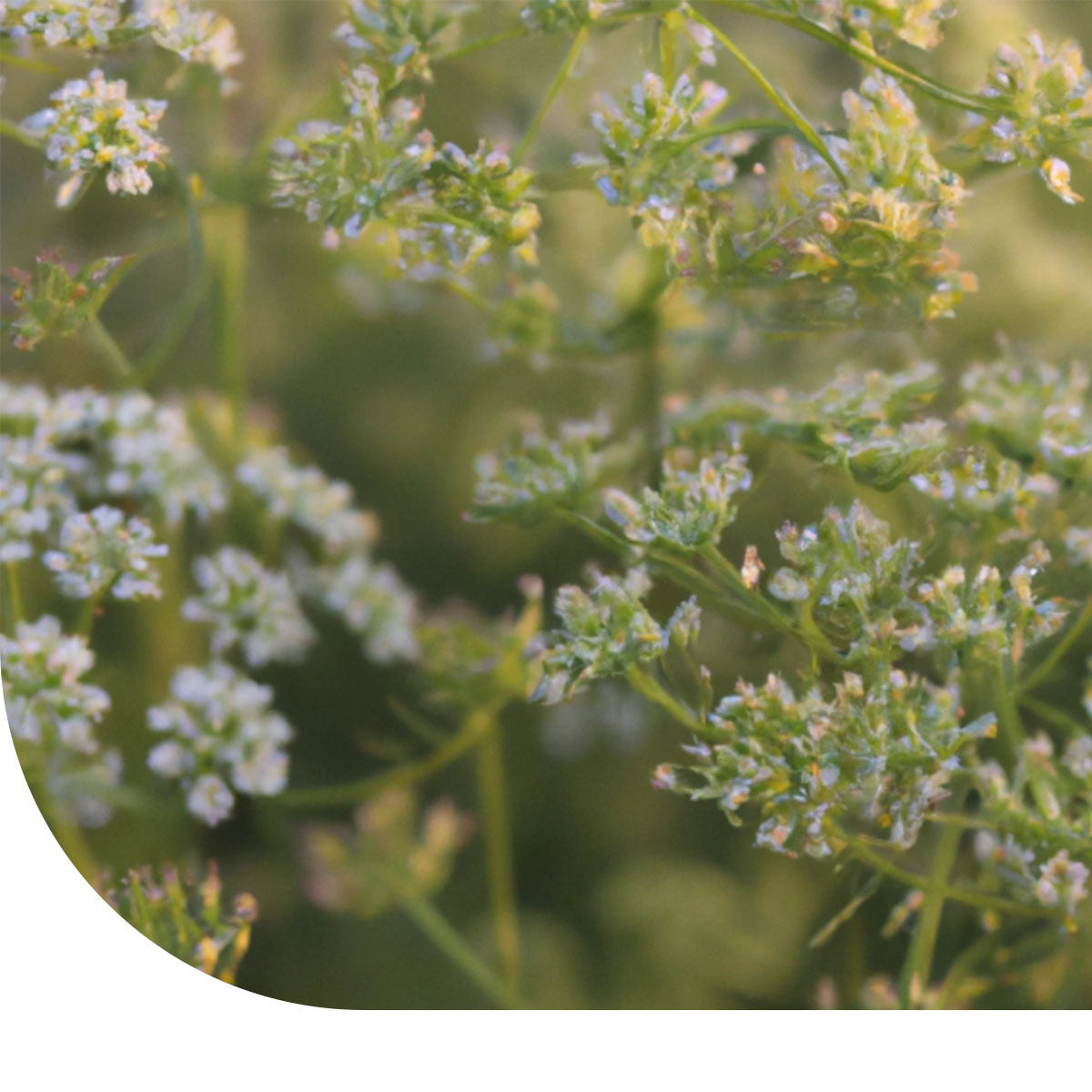 MRS Seeds & Mixtures Komijn - Cuminum cyminum