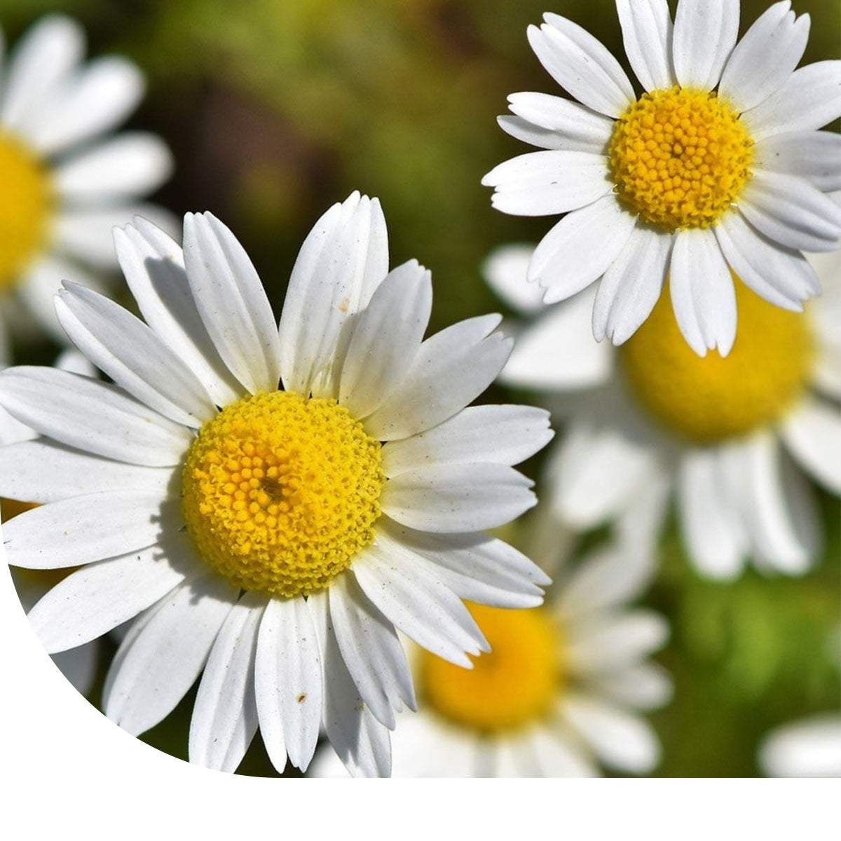 MRS Seeds & Mixtures Margriet - Chrysanthemum vernale