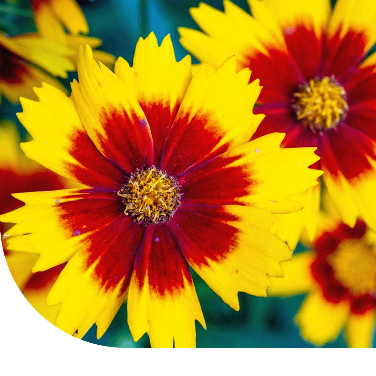 MRS Seeds & Mixtures Meisjesogen - Coreopsis 'Bicolor'