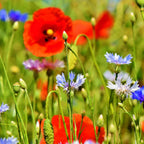 MRS Seeds & Mixtures Mélange de fleurs de champs sauvages - 10 espèces [fr]