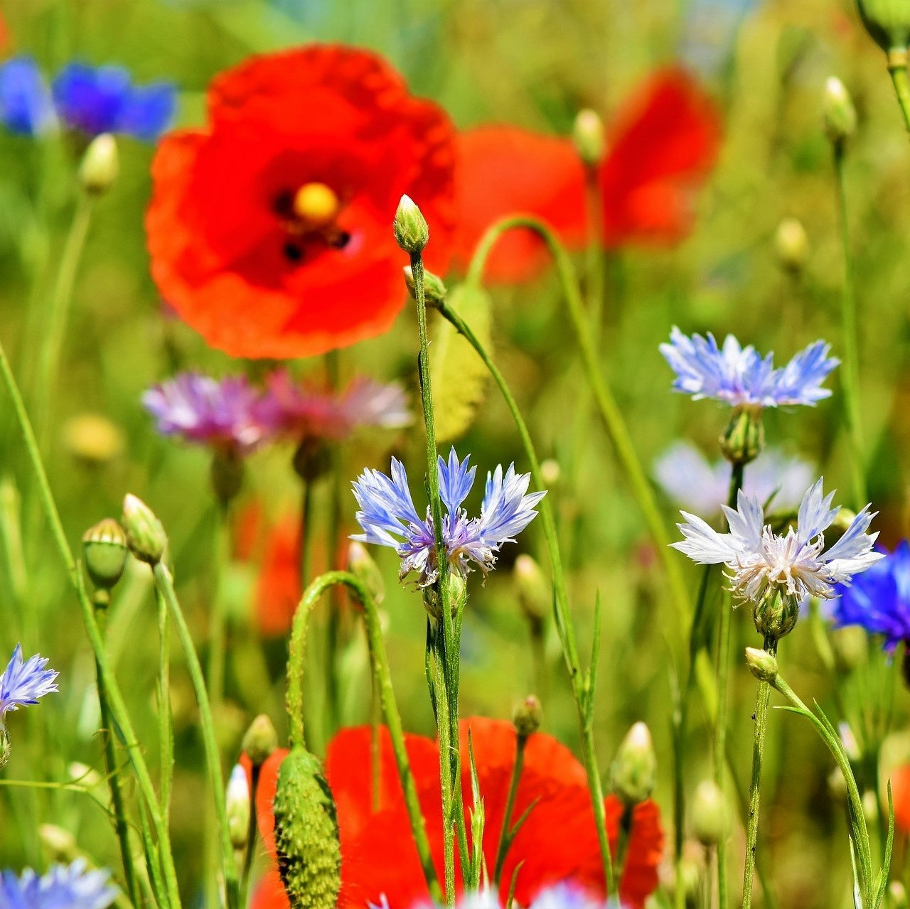 MRS Seeds & Mixtures Mélange de fleurs de champs sauvages - 10 espèces [fr]