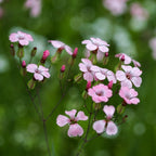 MRS Seeds & Mixtures Mélange de fleurs de champs sauvages - 10 espèces [fr]