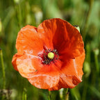 MRS Seeds & Mixtures Mélange de fleurs de champs sauvages - 10 espèces [fr]