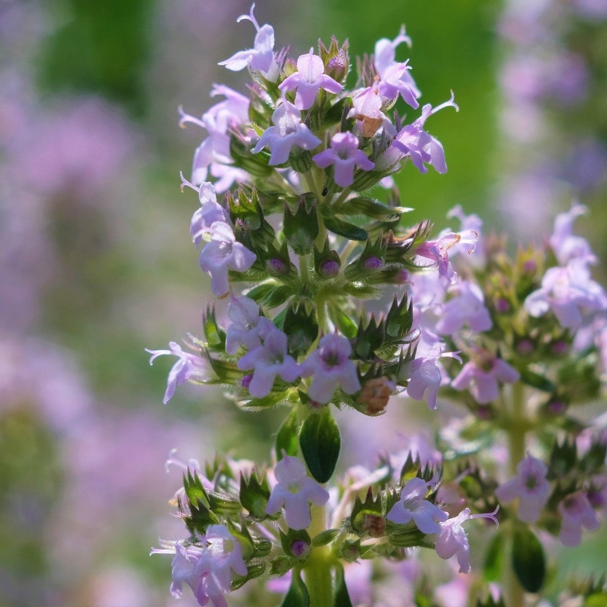 MRS Seeds & Mixtures Menthe poivrée [fr]
