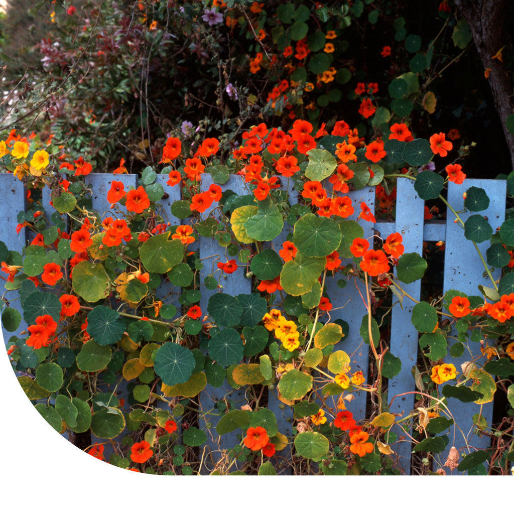 MRS Seeds & Mixtures Oost-Indische kers 'Whirlybird Mix'