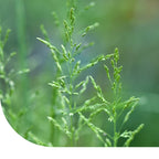 MRS Seeds & Mixtures Pâturin commun - Poa trivialis [fr]