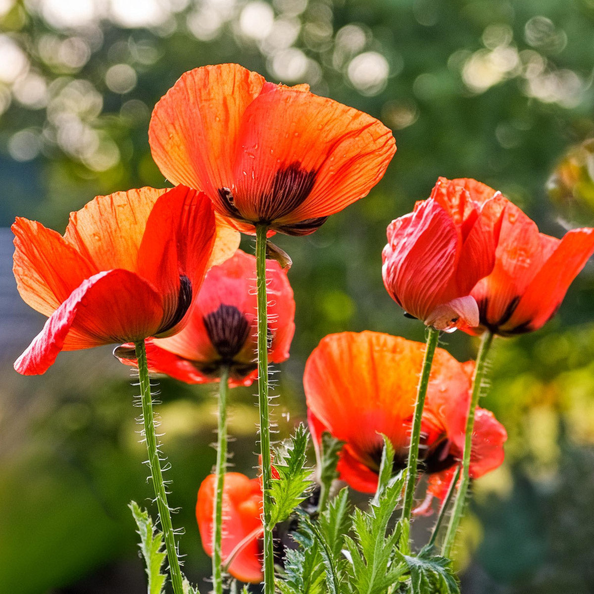 MRS Seeds & Mixtures Pavot d’Orient - Papaver orientale [fr]
