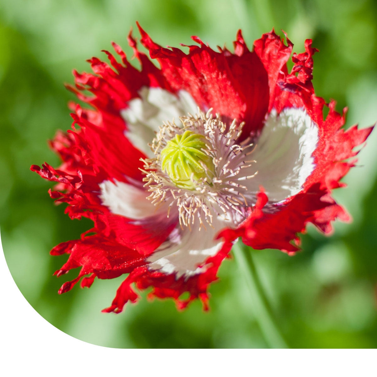 MRS Seeds & Mixtures Pavot somnifère 'Danish Flag' - Papaver somniferum [fr]