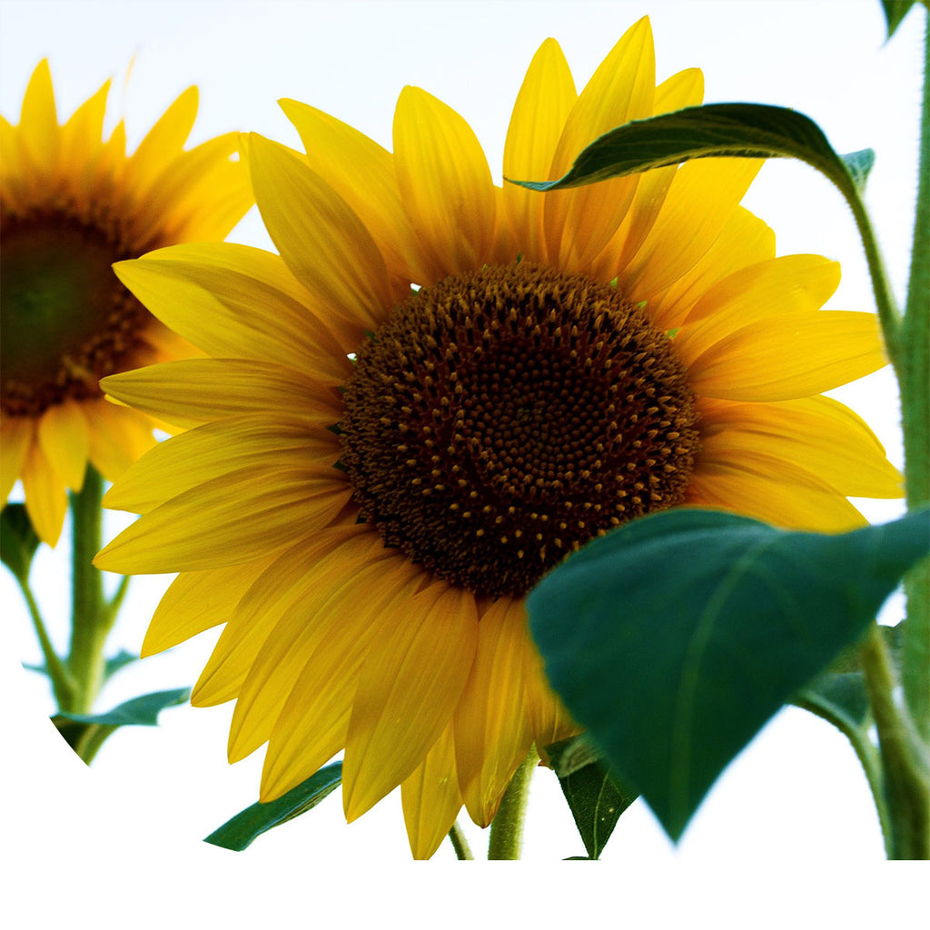 MRS Seeds & Mixtures Reuzenzonnebloem 'Helianthus Giganteus'