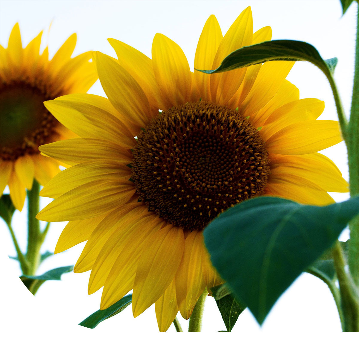 MRS Seeds & Mixtures Reuzenzonnebloem 'Helianthus Giganteus'