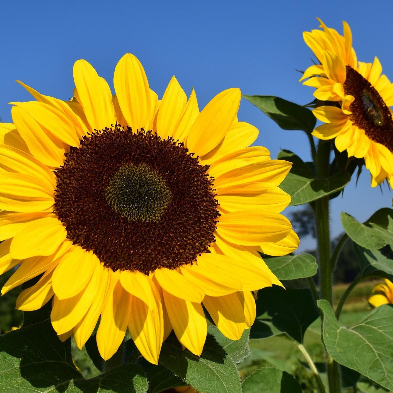 MRS Seeds & Mixtures Reuzenzonnebloem 'Taiyo' - Helianthus annuus
