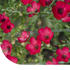 MRS Seeds & Mixtures Rode Vlas - Linum Rubrum Grandiflorum