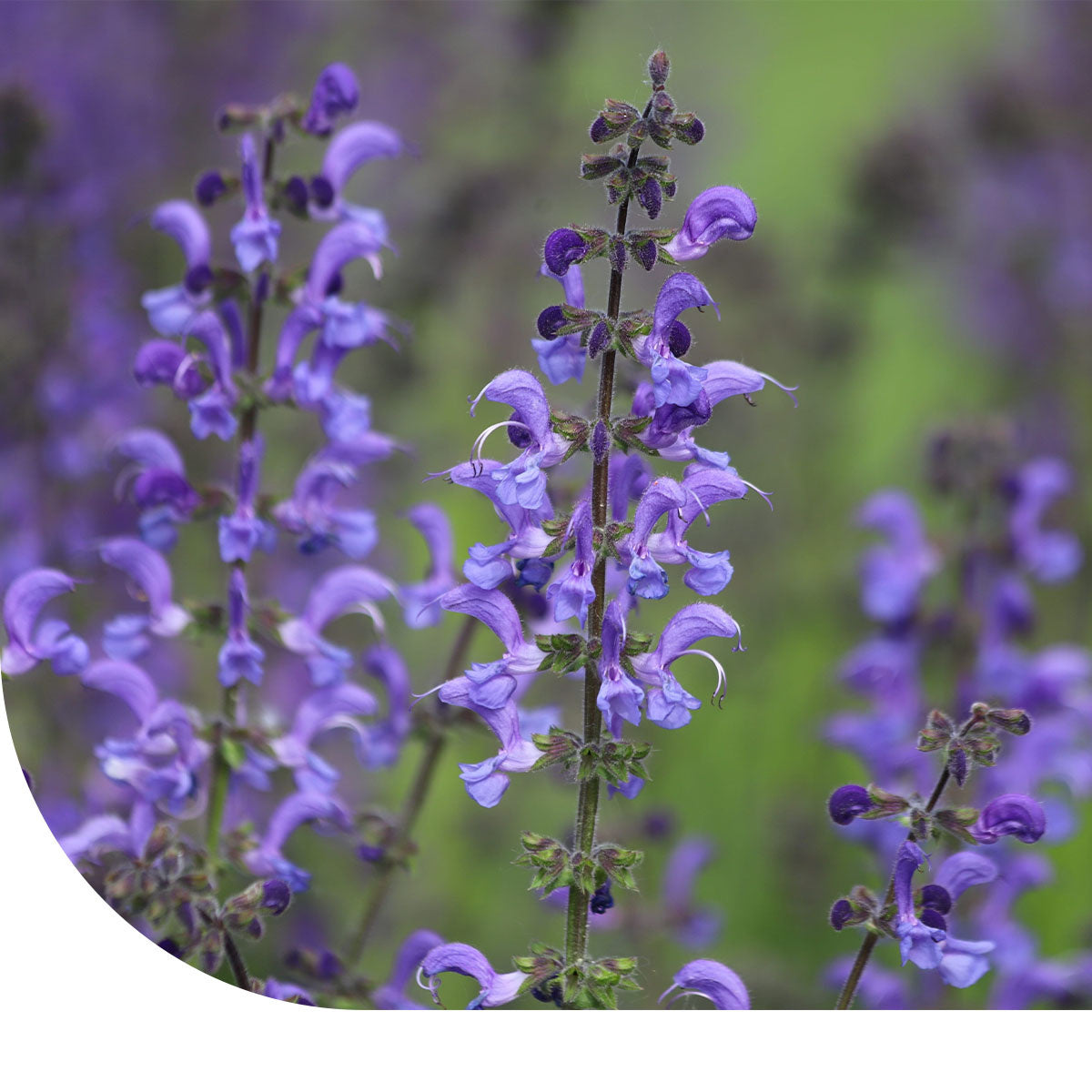 MRS Seeds & Mixtures Sauge des prés - Salvia pratensis [fr]