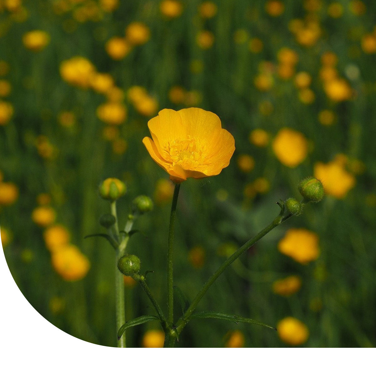 MRS Seeds & Mixtures Scherpe Boterbloem - Ranunculus acris