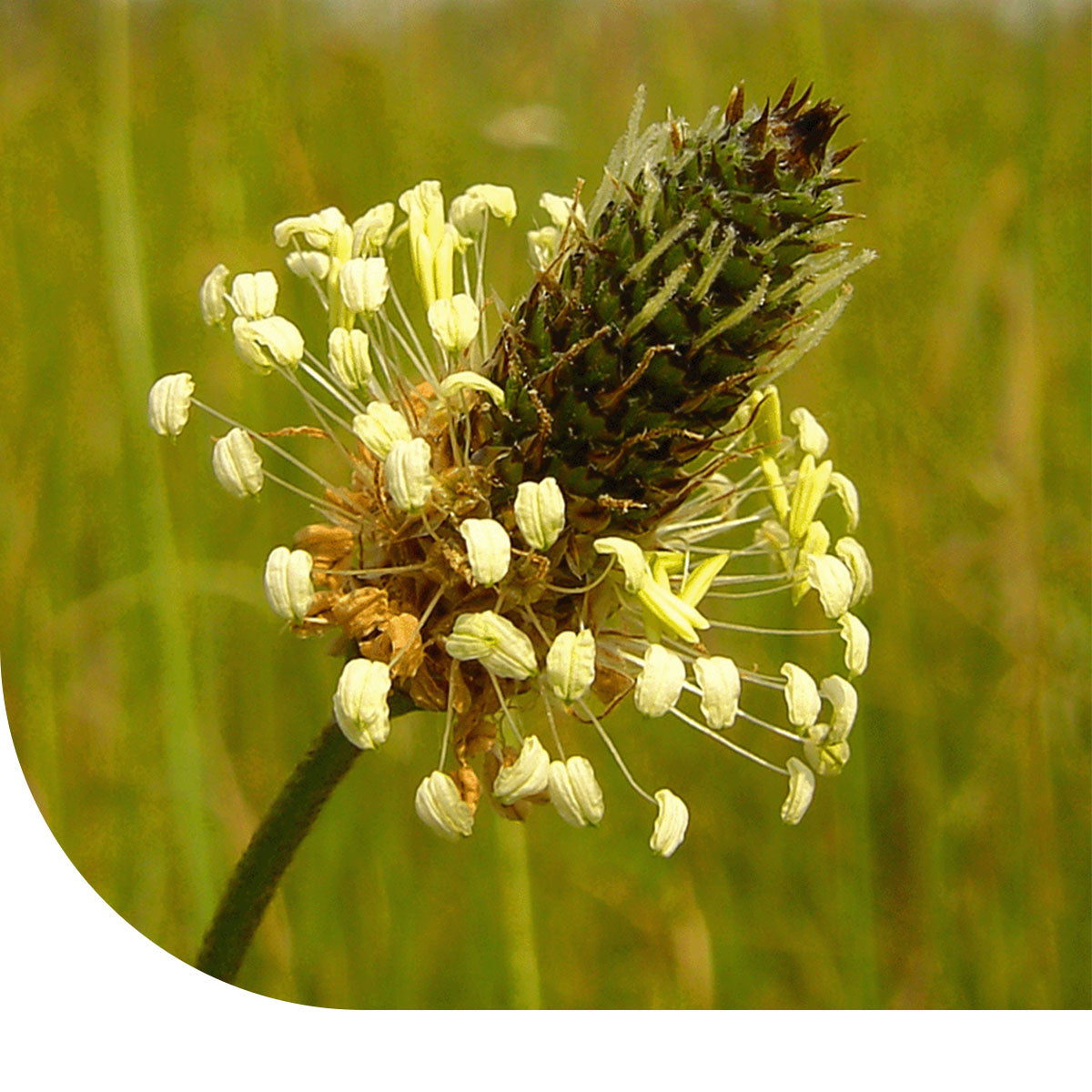 MRS Seeds & Mixtures Smalle Weegbree - Plantago lanceolata [nl]
