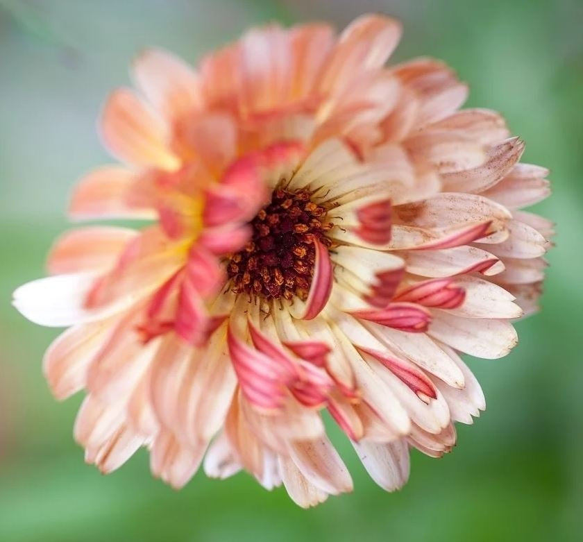 MRS Seeds & Mixtures Souci 'Touch of Red' - Calendula [fr]
