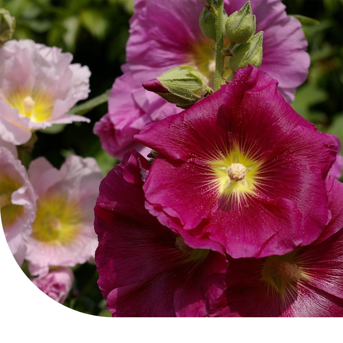 MRS Seeds & Mixtures Stokroos 'Summer Carnival' -  Alcea Rosea