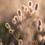 MRS Seeds & Mixtures Trèfle Pied-de-lièvre - Trifolium arvense [fr]