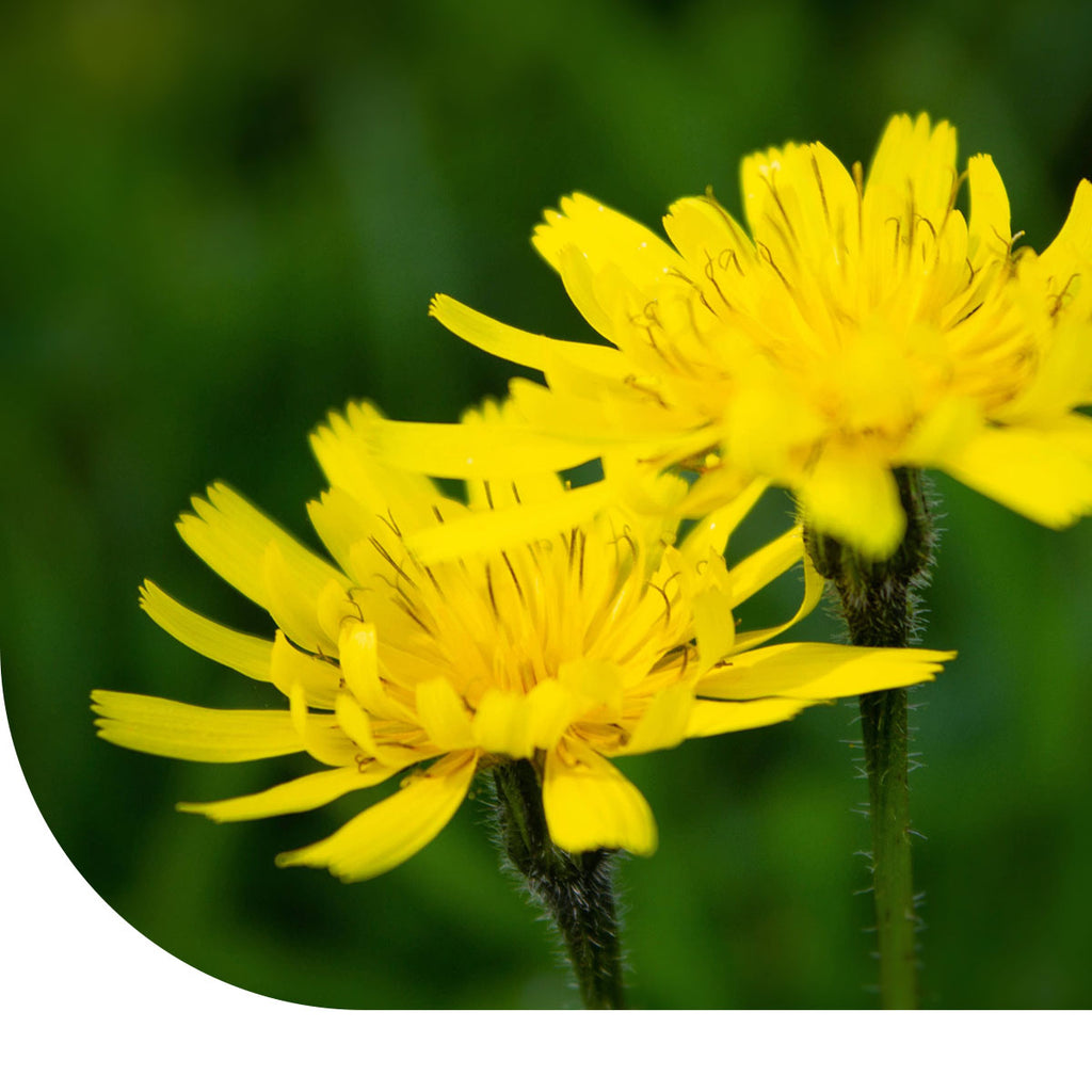 MRS Seeds & Mixtures Vertakte Leeuwentand – Scorzoneroides autumnalis