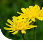 MRS Seeds & Mixtures Vertakte Leeuwentand – Scorzoneroides autumnalis