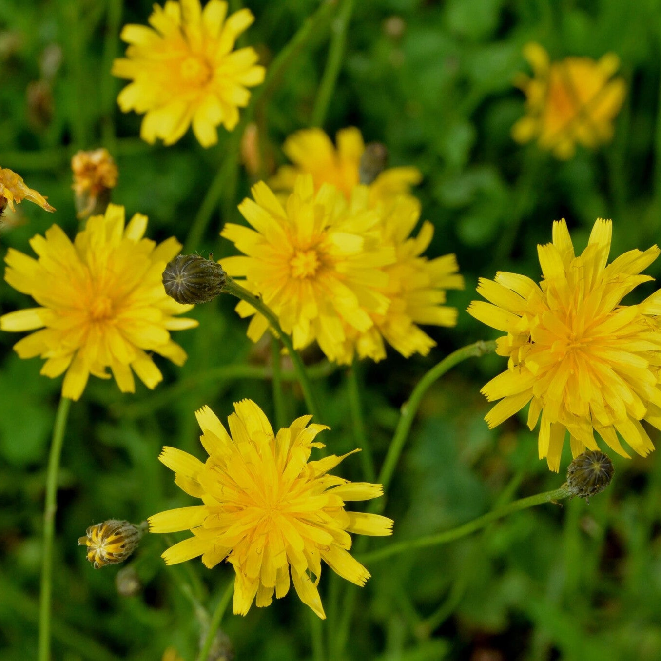 MRS Seeds & Mixtures Vertakte Leeuwentand – Scorzoneroides autumnalis