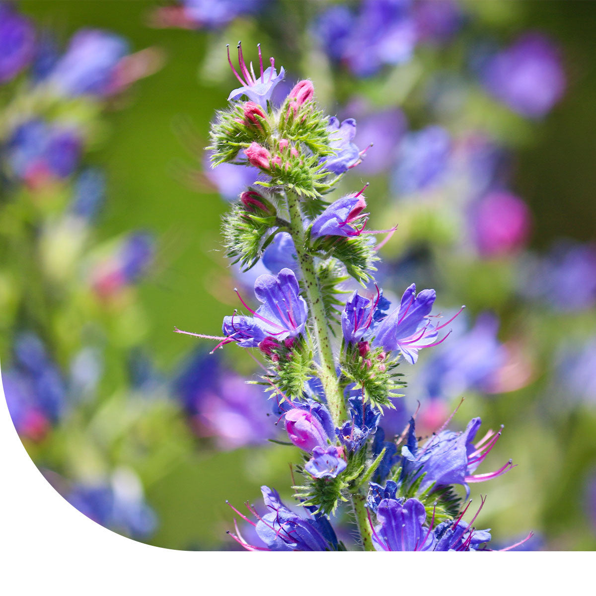 MRS Seeds & Mixtures Vipérine commune - Echium vulgare [fr]