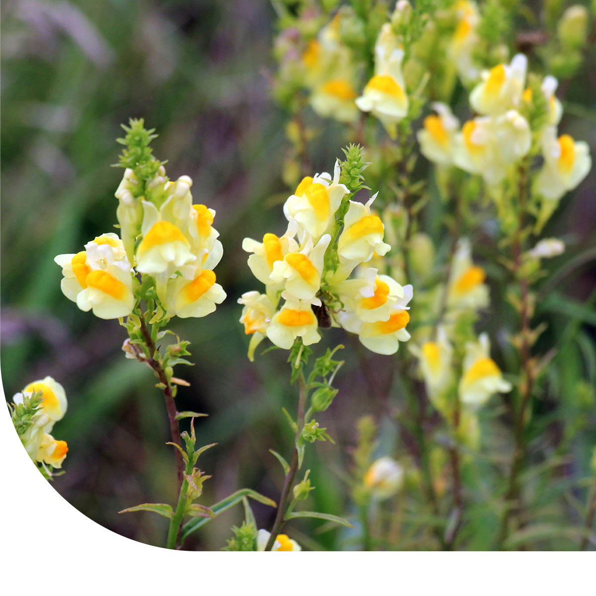 MRS Seeds & Mixtures Vlasbekje - Linaria vulgaris [nl]
