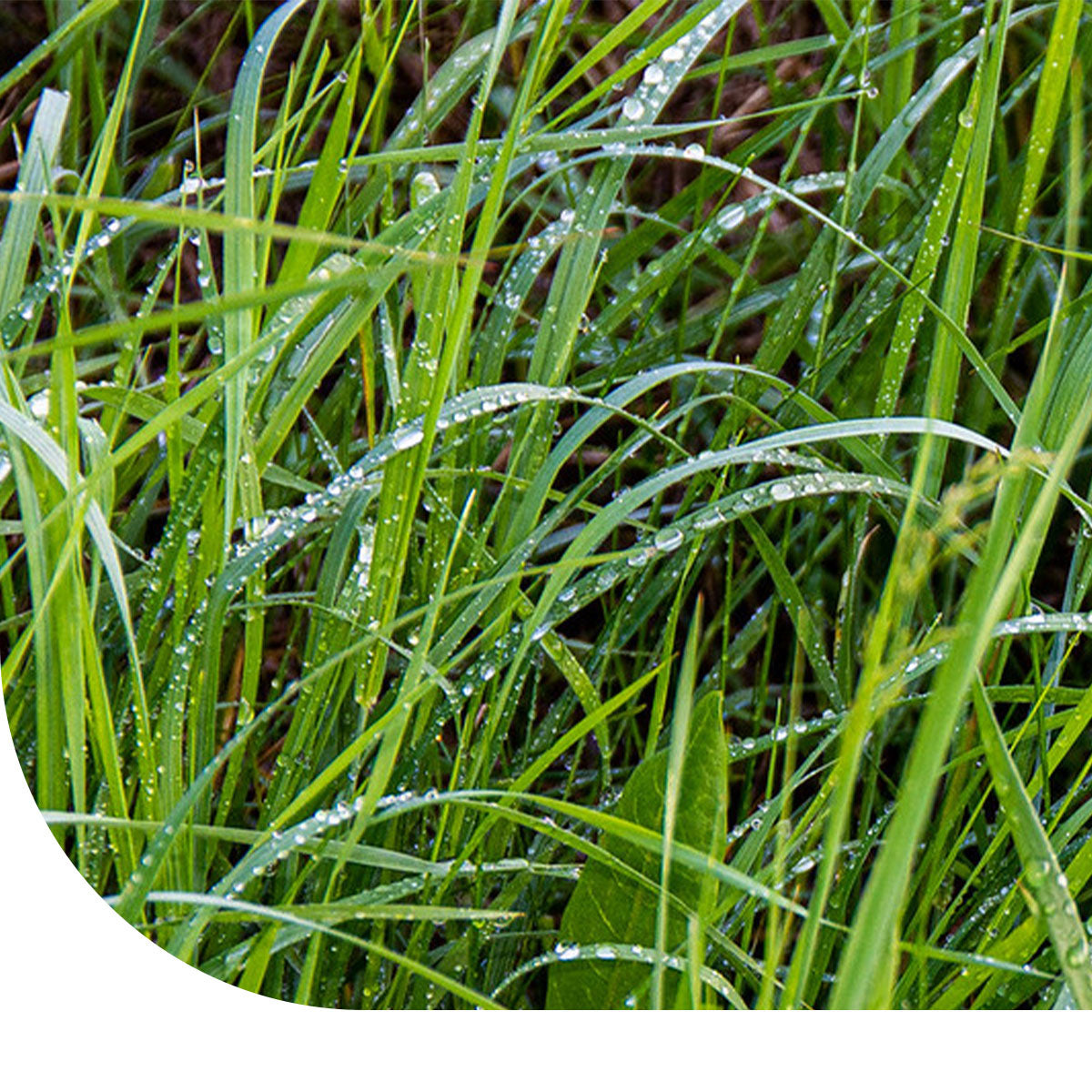 MRS Seeds & Mixtures Westerwolds Raaigras - Lolium westerwoldicum