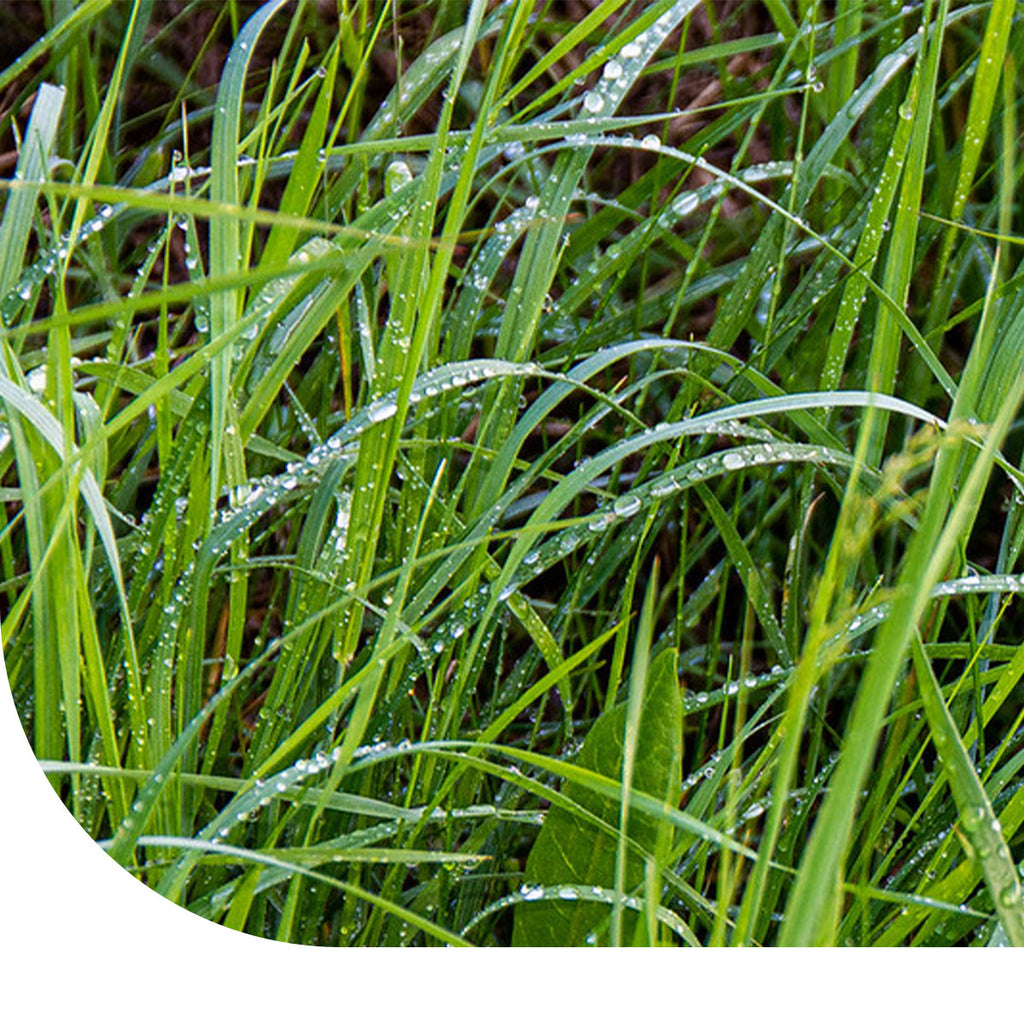 MRS Seeds & Mixtures Westerwolds Raaigras - Lolium westerwoldicum
