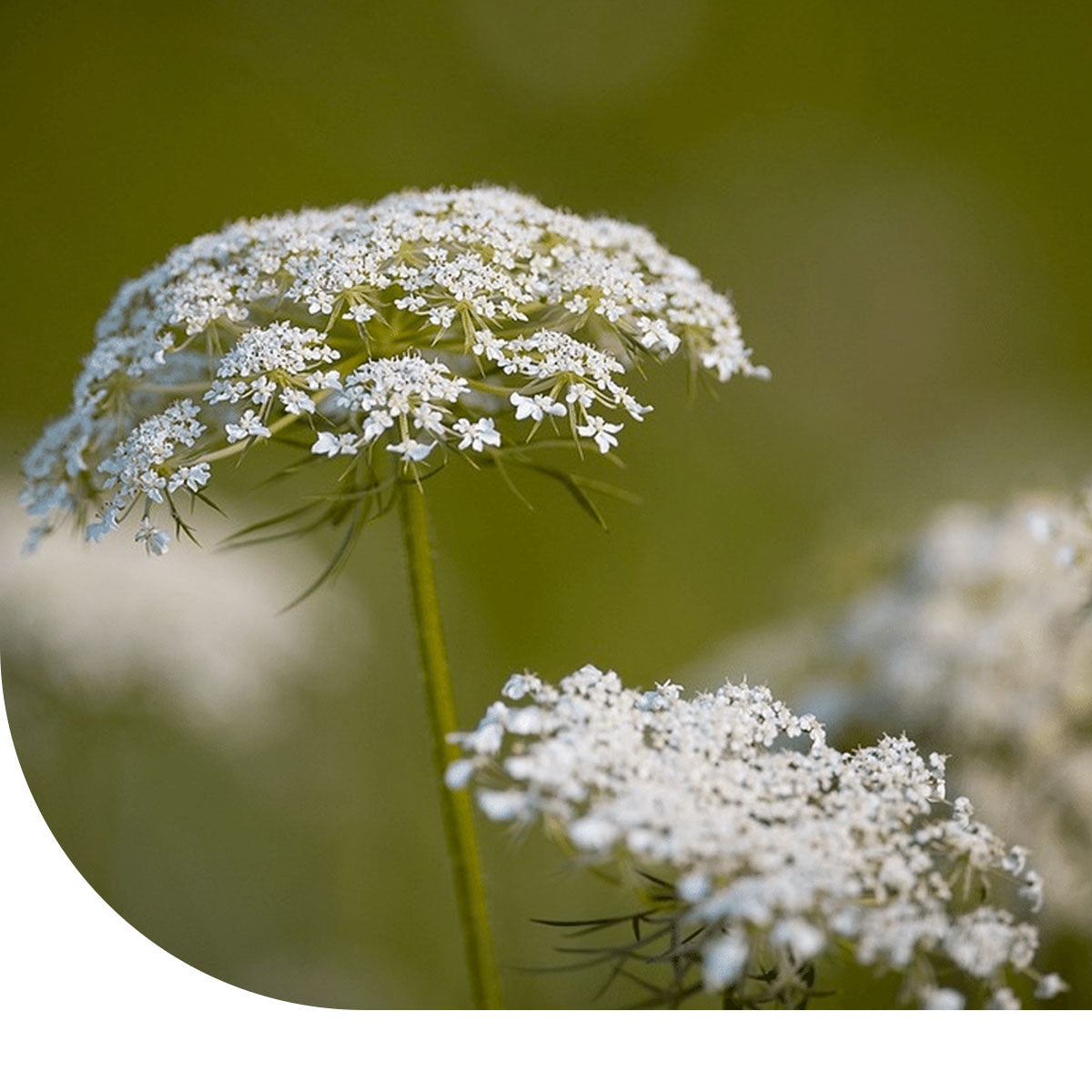 MRS Seeds & Mixtures Wilde peen - Daucus carota