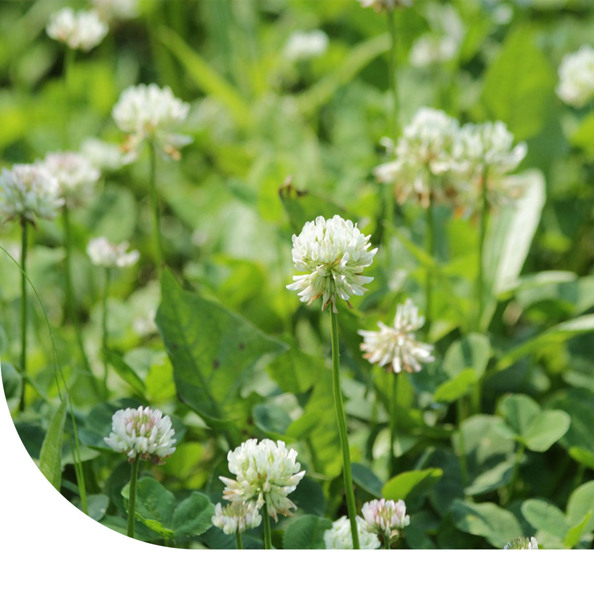 MRS Seeds & Mixtures Witte Klaver
