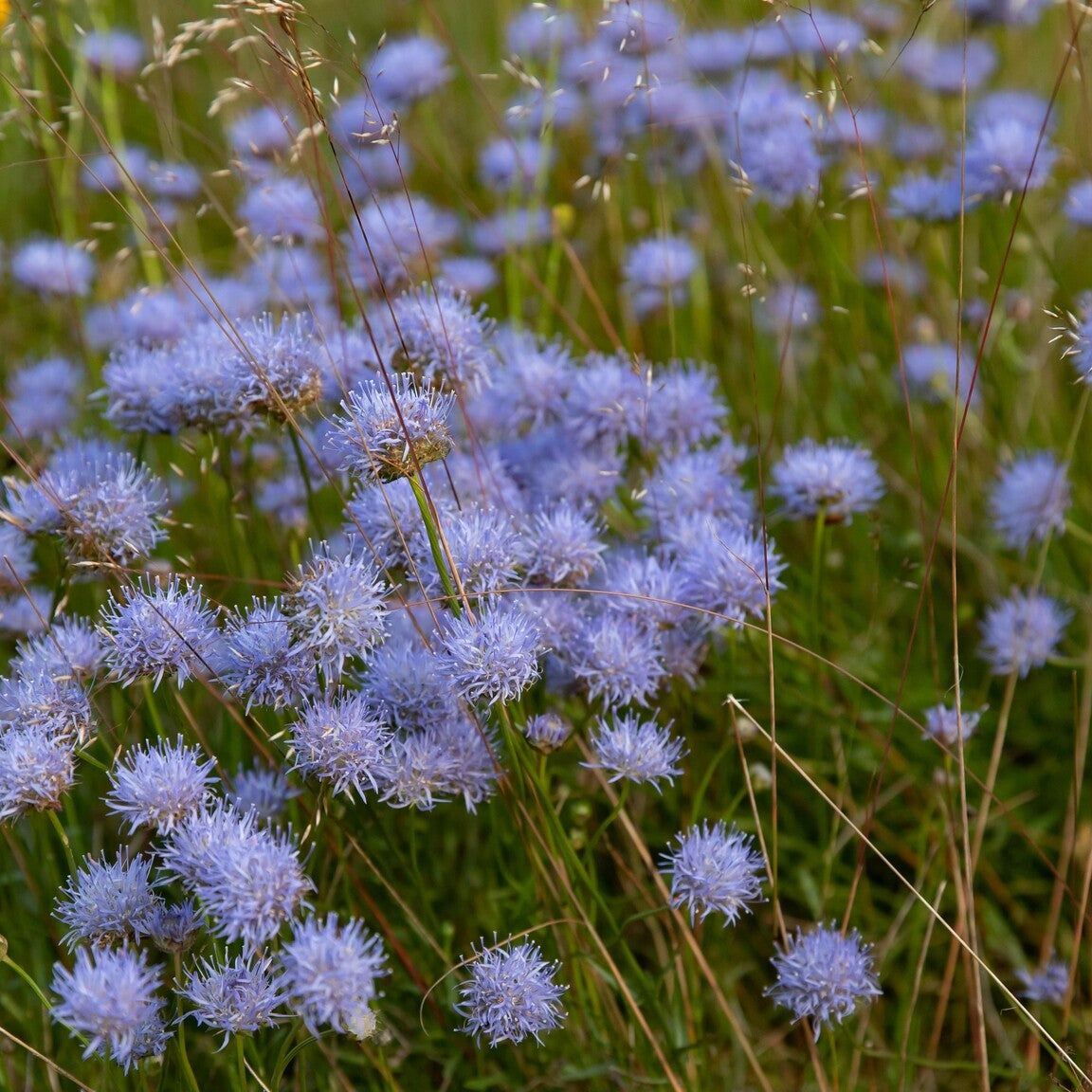 MRS Seeds & Mixtures Zandblauwtje – Jasione montana