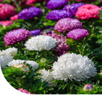 MRS Seeds & Mixtures Zomeraster 'Amerikaanse struik' - gemengd