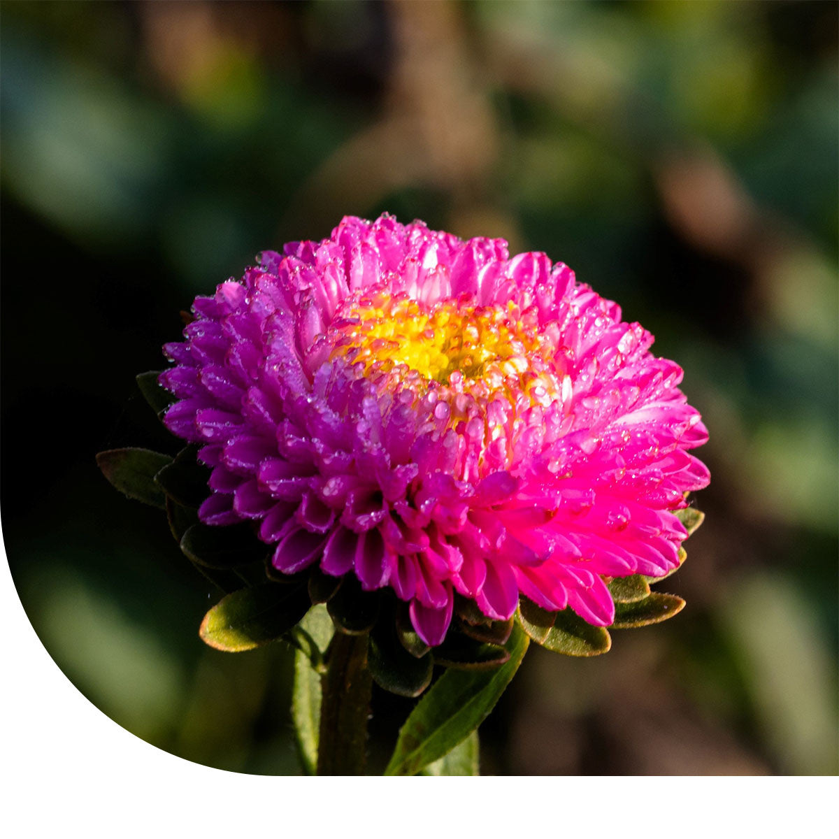 MRS Seeds & Mixtures Zomeraster 'Pompon' - Callistephus chinensis