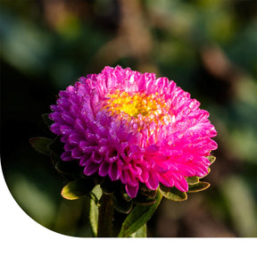 MRS Seeds & Mixtures Zomeraster 'Pompon' - Callistephus chinensis