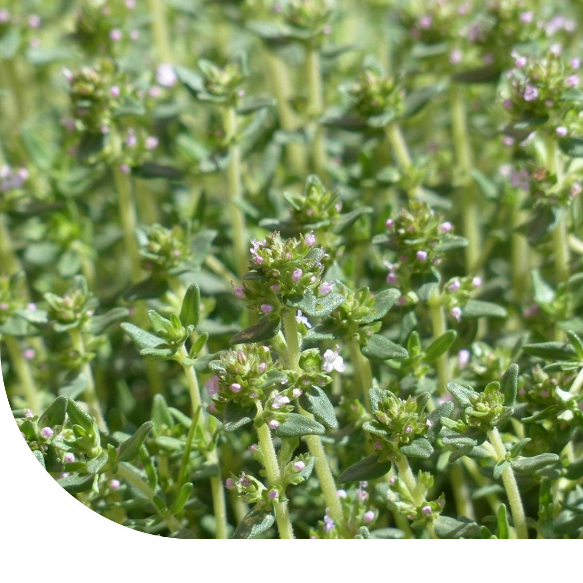 MRS Seeds & Mixtures Zomertijm - Thymus vulgaris